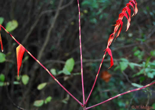 image of Rhus glabra, Smooth Sumac, Common Sumac