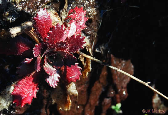 image of Micranthes petiolaris var. petiolaris, Michaux's Saxifrage, Cliff Saxifrage