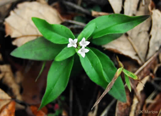 image of Houstonia purpurea, Summer Bluet, Mountain Bluet, Woodland Bluet, Purple Bluet