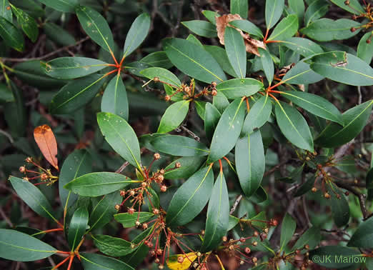 image of Kalmia latifolia, Mountain Laurel, Ivy, Calico-bush, Mountain Ivy