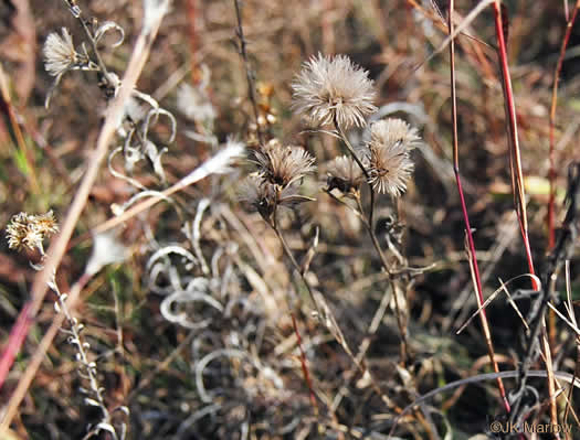 image of Liatris squarrosa var. squarrosa, Scaly Blazing-star, Squarrose Gayfeather, Longbracted Blazing-star