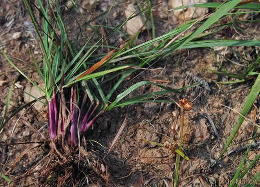 image of Paspalum notatum, Bahia-grass