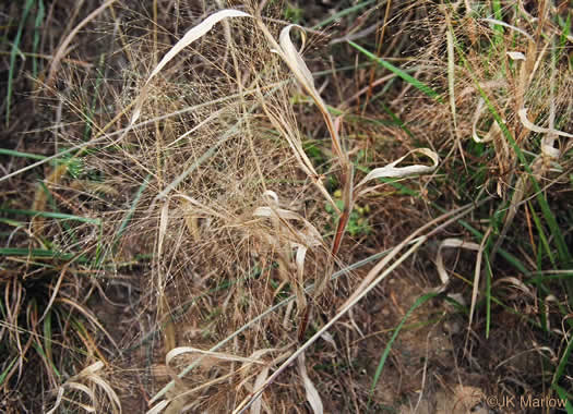 image of Panicum capillare, Old-witch Panicgrass, Tickle Grass, Tumbleweed