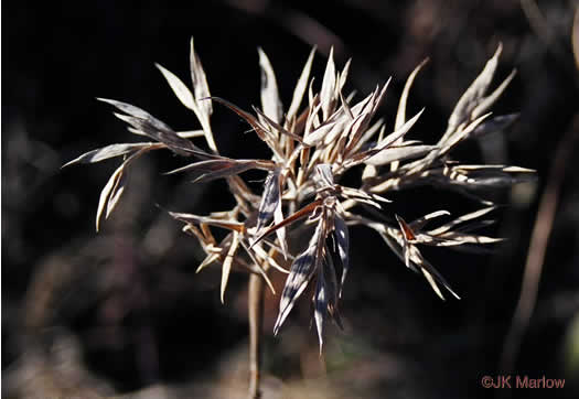 image of Dichanthelium acuminatum var. acuminatum, Woolly Witchgrass, Woolly Rosette Grass, Tapered Rosette Grass