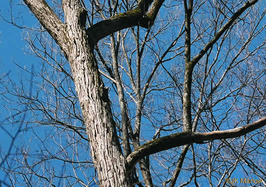 image of Carya ovalis, Red Hickory, Sweet Pignut Hickory