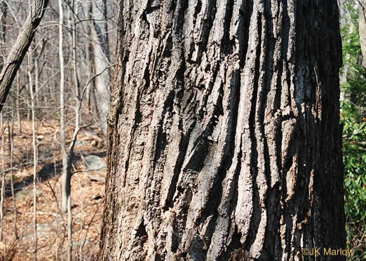 image of Quercus montana, Rock Chestnut Oak, Mountain Oak, Tanbark Oak