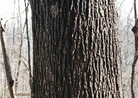 image of Quercus velutina, Black Oak