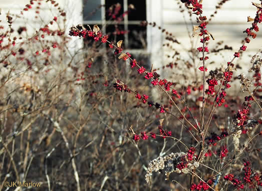 image of Symphoricarpos orbiculatus, Coralberry, Indian Currant, Buckbrush