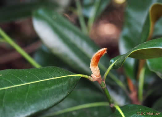 image of Magnolia grandiflora, Southern Magnolia, Bull Bay