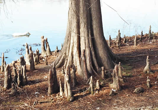 Taxodium distichum, Bald Cypress