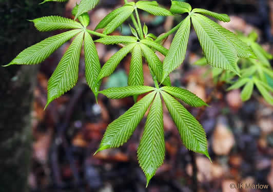 image of Aesculus flava, Yellow Buckeye