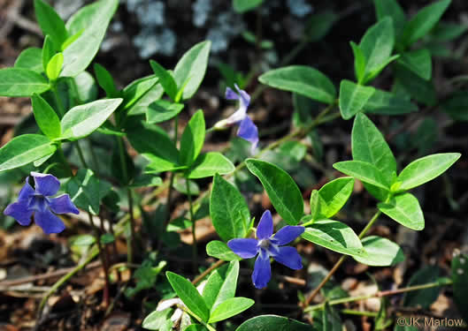 image of Vinca minor, Common Periwinkle, Myrtle Vinca