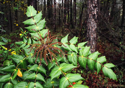 Mahonia bealei