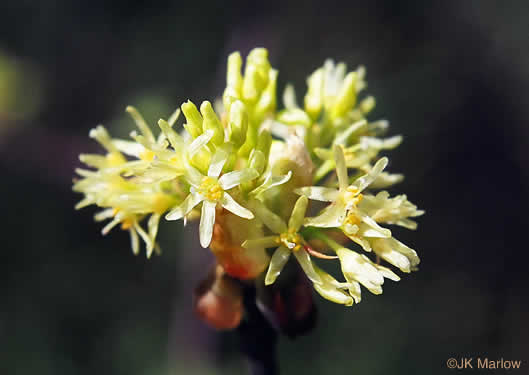 Sassafras albidum, Sassafras