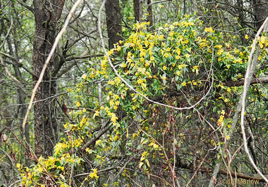 image of Gelsemium sempervirens, Carolina Jessamine, Yellow Jessamine