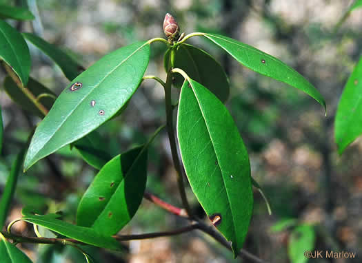 image of Rhododendron minus, Gorge Rhododendron, Punctatum, Piedmont Rhododendron