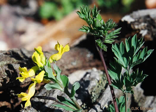 image of Corydalis flavula, Yellow Fumitory, Yellow Harlequin, Short-spurred Corydalis, Yellow Fumewort