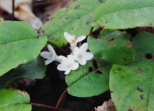 image of Epigaea repens, Trailing Arbutus, Mayflower