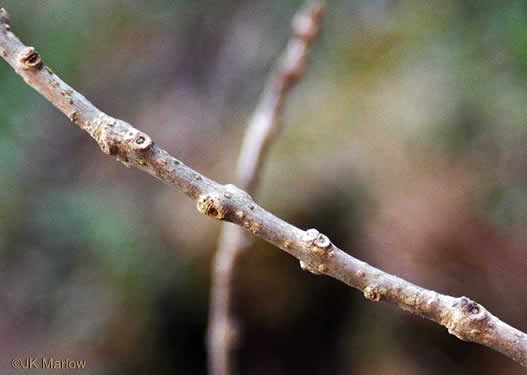 image of Chionanthus virginicus, Fringetree, Grancy Graybeard, Old Man's Beard, Grandsir-graybeard