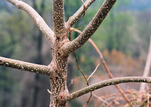 image of Paulownia tomentosa, Princess Tree, Empress Tree, Royal Paulownia