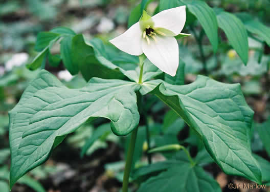 image of Trillium simile, Sweet White Trillium, Confusing Trillium, Jeweled Trillium