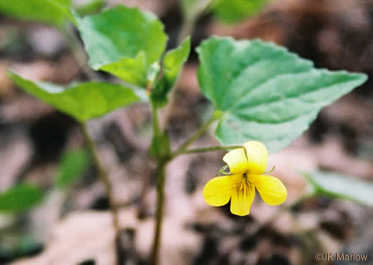 image of Viola eriocarpa, Smooth Yellow Forest Violet, Smooth Yellow Violet