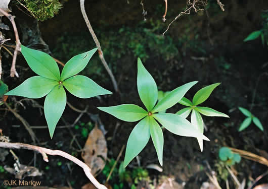 image of Medeola virginiana, Indian Cucumber-root