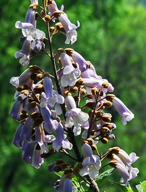 image of Paulownia tomentosa, Princess Tree, Empress Tree, Royal Paulownia