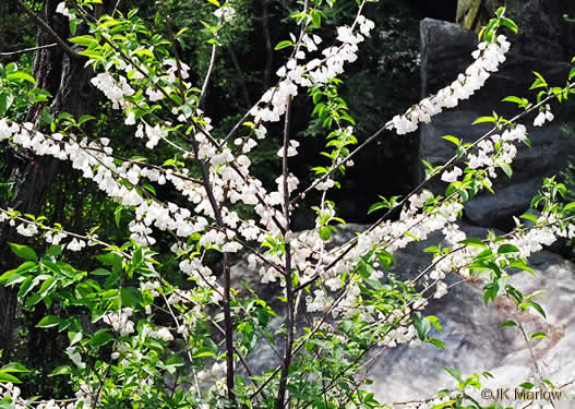 image of Halesia tetraptera var. tetraptera, Common Silverbell