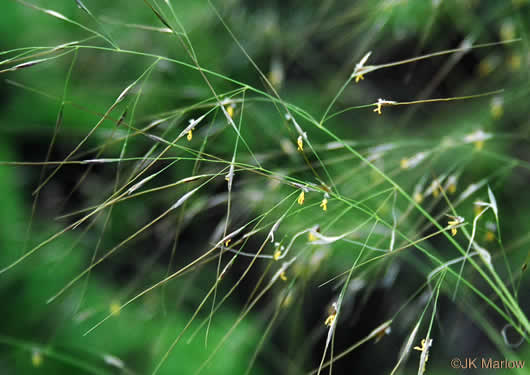 panicle