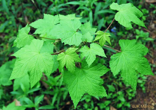 image of Rubacer odoratum, Purple Flowering-raspberry, Thimbleberry, Eastern Mapleleaf-raspberry