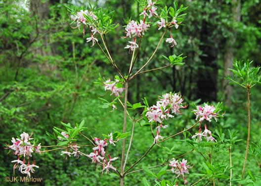 image of Rhododendron periclymenoides, Pinxterflower, Pinxterbloom Azalea, Election Pink, Pinxter Azalea