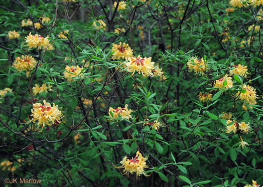 image of Rhododendron austrinum, Florida Flame Azalea, Yellow Azalea