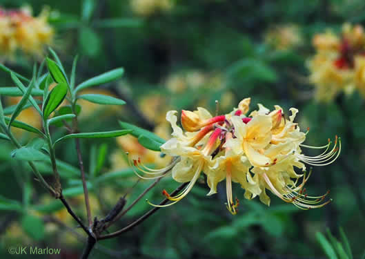 image of Rhododendron austrinum, Florida Flame Azalea, Yellow Azalea