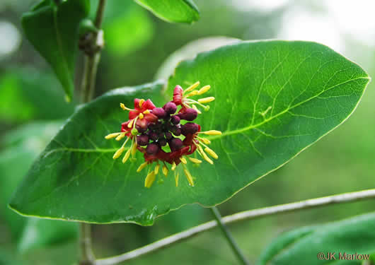 image of Lonicera dioica, Smooth Honeysuckle, Mountain Coral Honeysuckle, Limber Honeysuckle