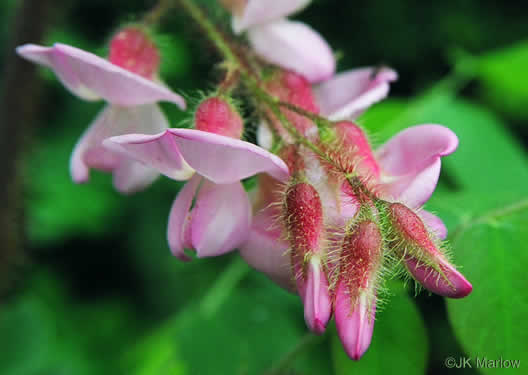 image of Robinia hispida var. hispida, Common Bristly Locust