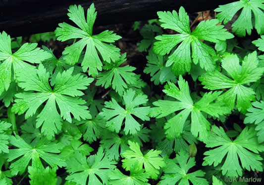 image of Geranium maculatum, Wild Geranium