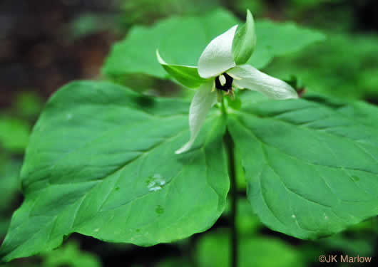 Trillium erectum, Red Trillium, Purple Trillium, Stinking Willie, Stinking Benjamin