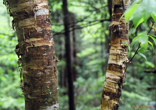 image of Betula alleghaniensis, Yellow Birch