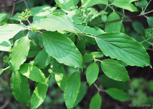 image of Swida amomum, Silky Dogwood, Bush Dogwood, Silky Cornel