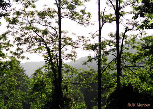 image of Robinia pseudoacacia, Black Locust