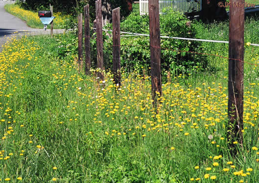 image of Hypochaeris radicata, Hairy Cat's-ear, Spotted Cat's-ear, Cat's Ear Dandelion