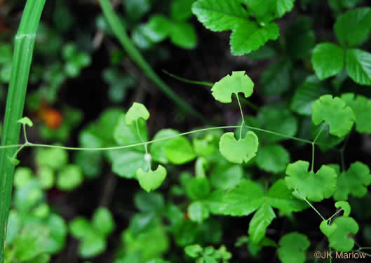 image of Lygodium palmatum, American Climbing Fern