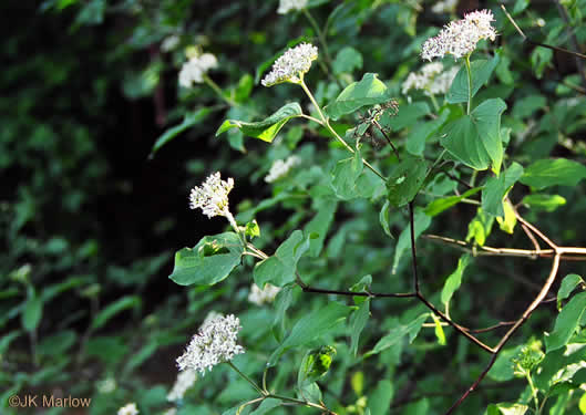 image of Swida amomum, Silky Dogwood, Bush Dogwood, Silky Cornel