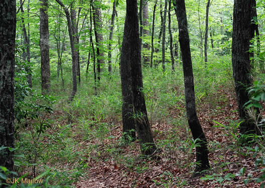 image of Arundinaria appalachiana, Hill Cane