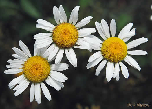 image of Leucanthemum vulgare, Oxeye Daisy, Common Daisy