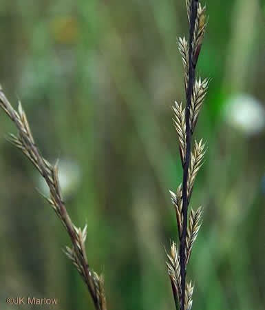 spikelet