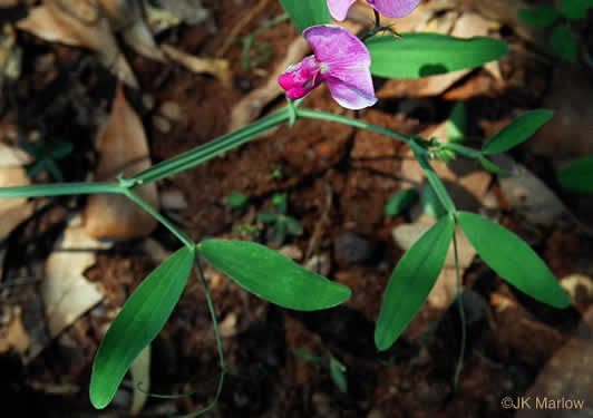 image of Lathyrus latifolius, Everlasting Pea, Perennial Sweet Pea