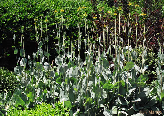 image of Rudbeckia maxima, Giant Coneflower