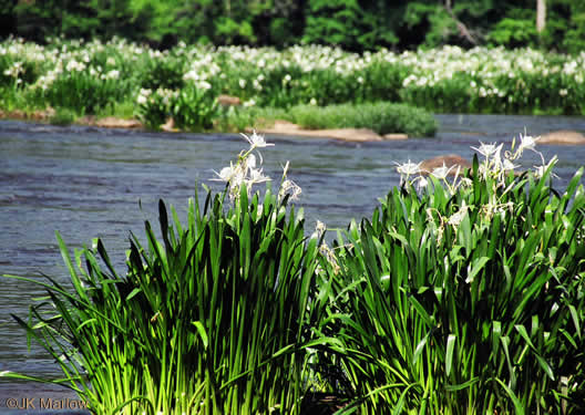 image of Hymenocallis coronaria, Rocky-shoals Spiderlily, Catawba Spiderlily, Carolina Spiderlily, Cahaba Lily